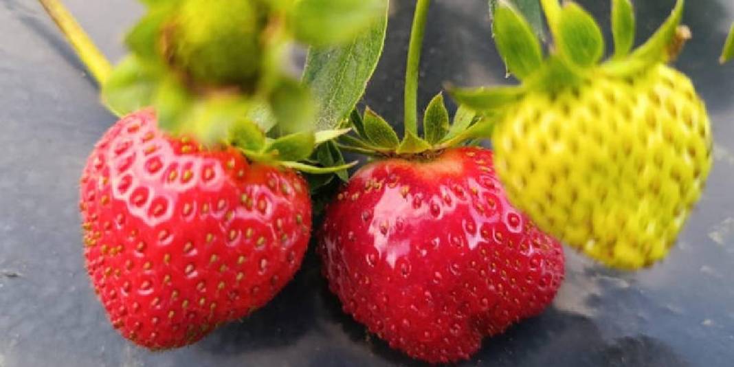 “Kasım ayında çilek mi olur?” demeyin! Aroması da kalitesi de tescilli: Kilosu 150 TL’den üreticinin yüzünü güldürüyor 6